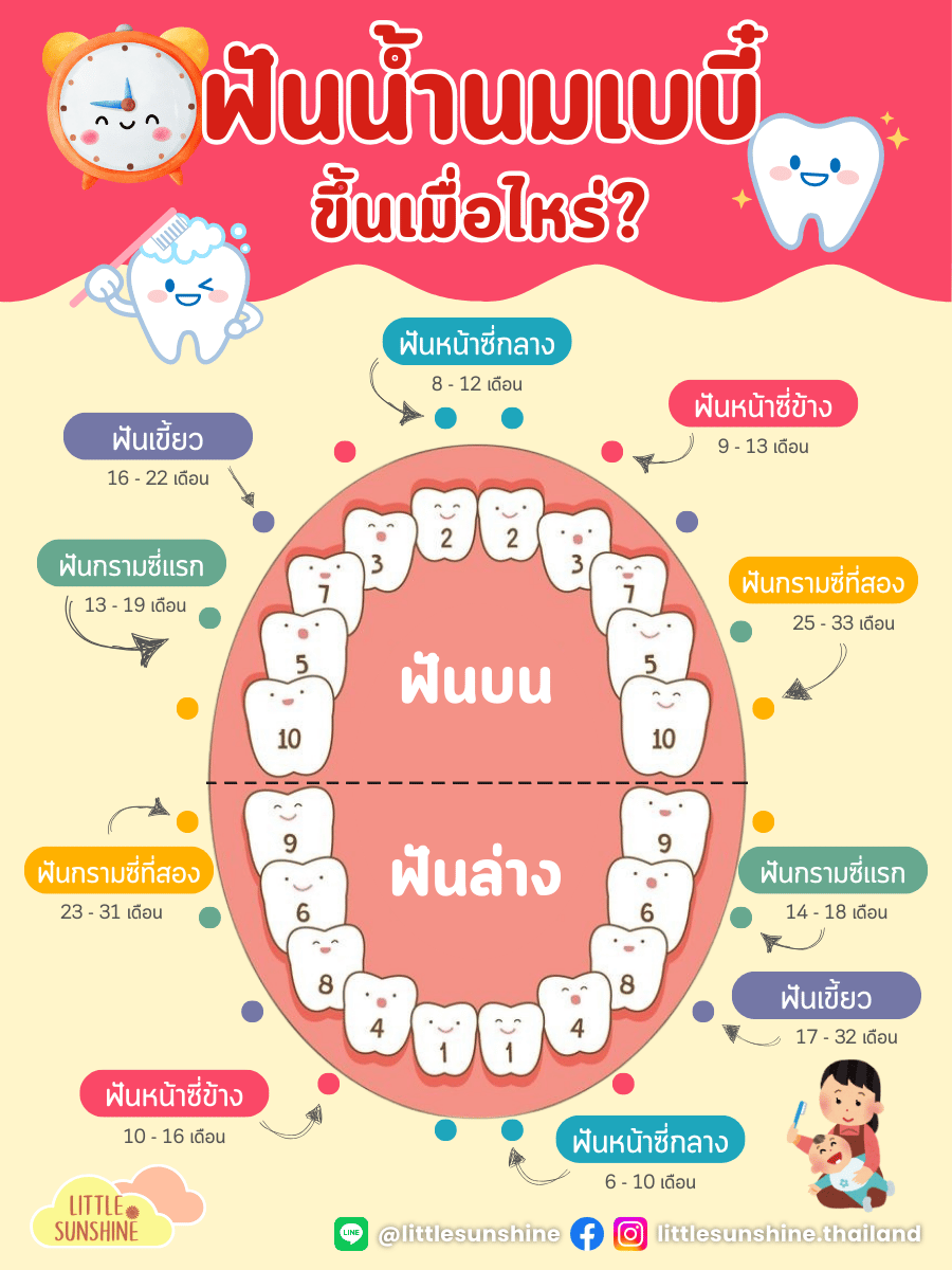 seo-littlesunshinethailand-baby-bibs-premium-organic-silk-baby-teeth-arrival-chart